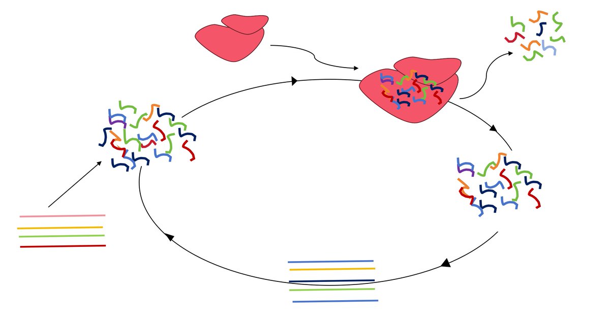 AlphaLifetech's tweet image. Alpha Lifetech’s aptamer platform delivers DNA/RNA/XNA aptamer development with SELEX screening, optimization &amp;amp; analysis. High affinity, stable &amp;amp; easy to modify.
🌍 alpha-lifetech.com
📩 info@alphalifetech.com

#aptamers #biotech #lifesciences #alphalifetech