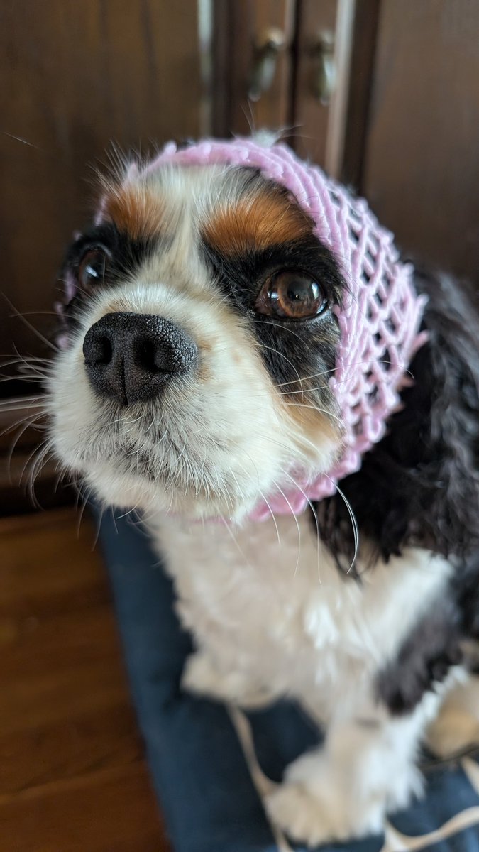 うちの子もとぉとぉ被せられました😁
りんご姫ミルクです🍎
