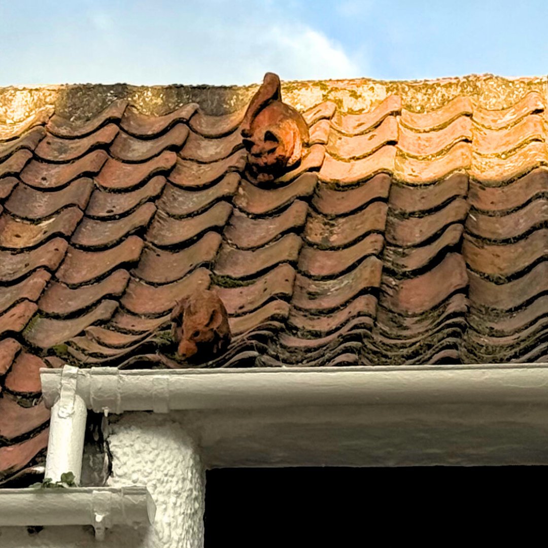 StAShuttle's tweet image. We asked Gordon what his favourite spot was in St Andrews.  
He said, "There are many spots around the town but I would have to say I love the cat &amp;amp; the rat on South Castle Street!"
#standrews #hiddengems #hiddenscotland #rooftop
@BidStAndrews @welcometofife @realstandrews