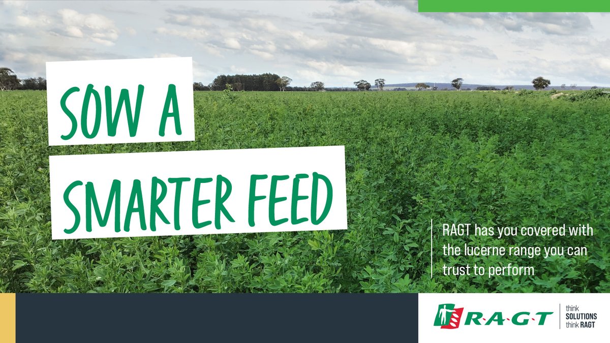 RAGTAU's tweet image. RAGT Lucerne is built for the long haul.
Reliable performance, quality feed, and flexibility for both grazing and hay.
If you’re after a smarter solution for your forage program check out our high performing range : ragt.au/promo-lucerne/
#ragtau #lucerne #ThinkSolutions