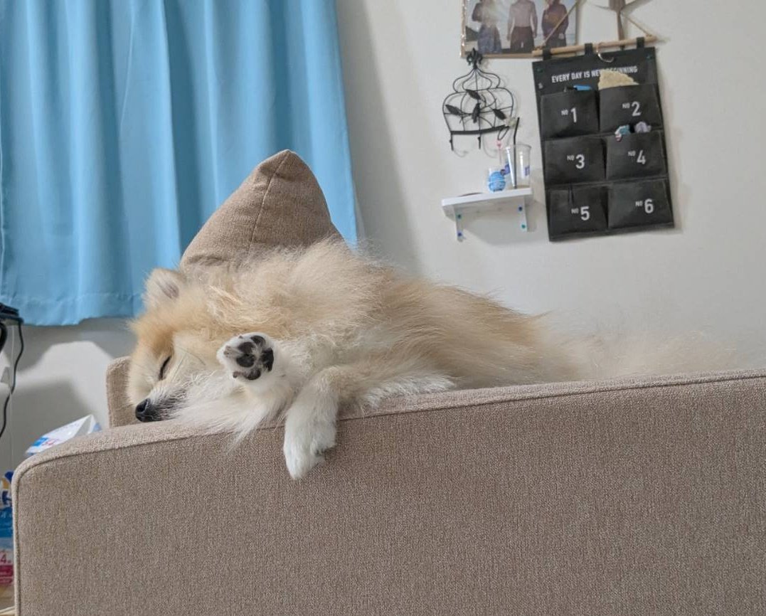 おててぱー🐶

#ポメラニアン