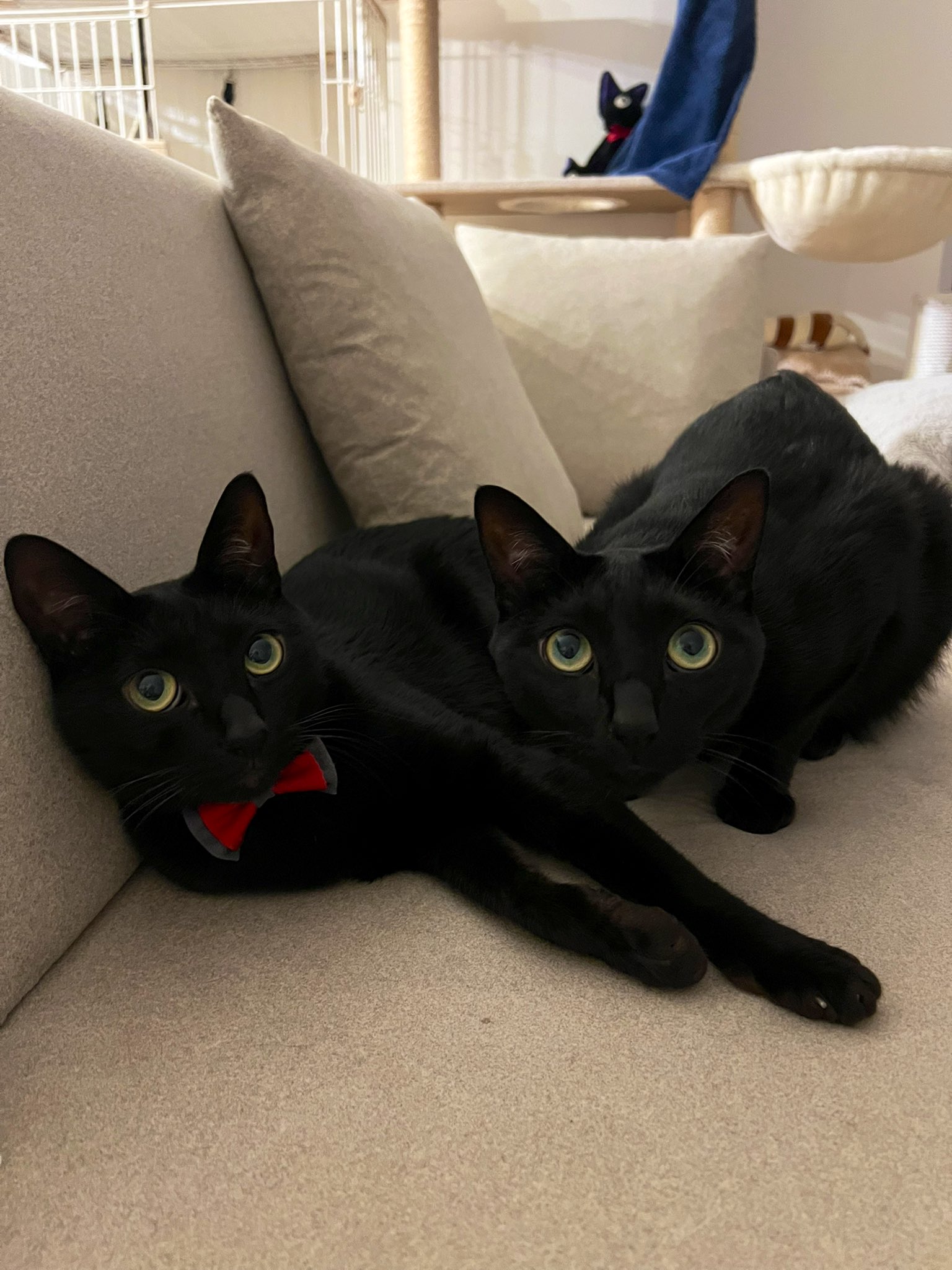 黒猫 うに3才 on X: 