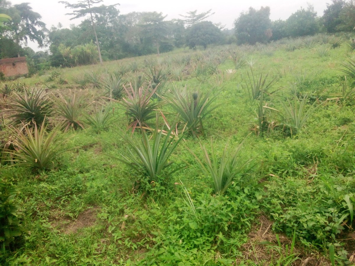 OtubaA's tweet image. #Pinapple growing, just like #bananas is a perenial crop that yields twice a year, you just harvest suckers, dig holes according to your interest, plant them, weed, mulch they are drought &amp;amp; flood resistant &amp;amp; you harvest after every rainy season spot on abilaep, osuguro serere