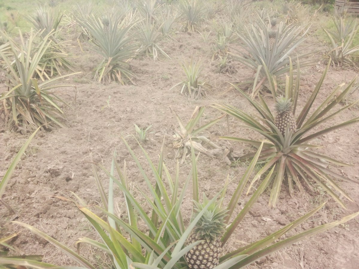 OtubaA's tweet image. #Pinapple growing, just like #bananas is a perenial crop that yields twice a year, you just harvest suckers, dig holes according to your interest, plant them, weed, mulch they are drought &amp;amp; flood resistant &amp;amp; you harvest after every rainy season spot on abilaep, osuguro serere