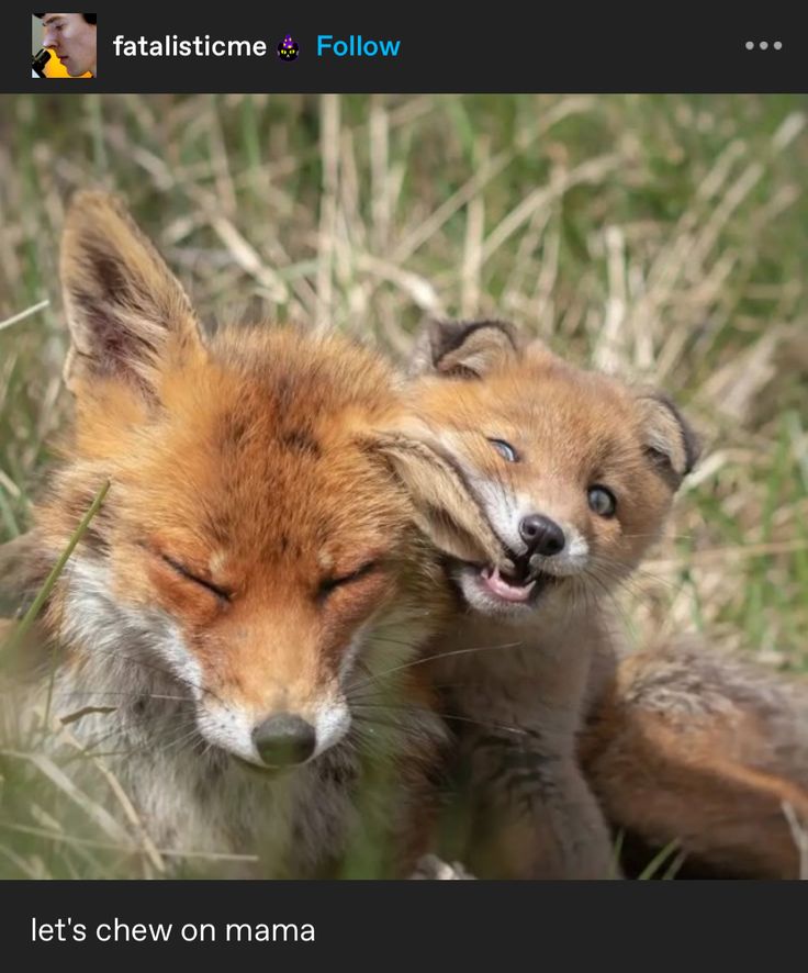 caninepoetry (@caninepoetry_) on Twitter photo 