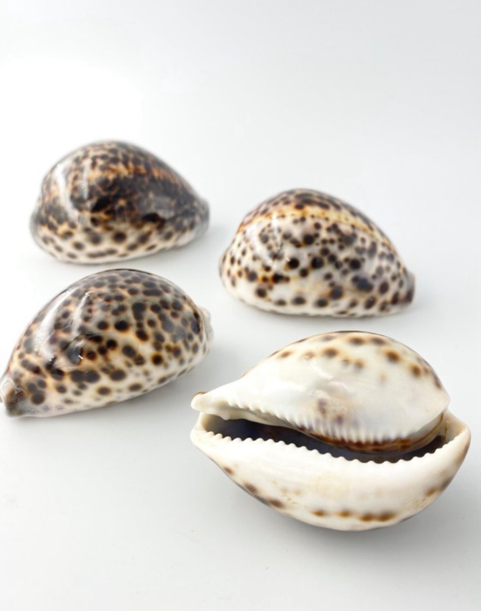 天然貝殻　ホシダカラ　タカラガイ　30個 天然貝殻 ホシダカラ タカラガイ 30個 ホシダカラ | 公益財団