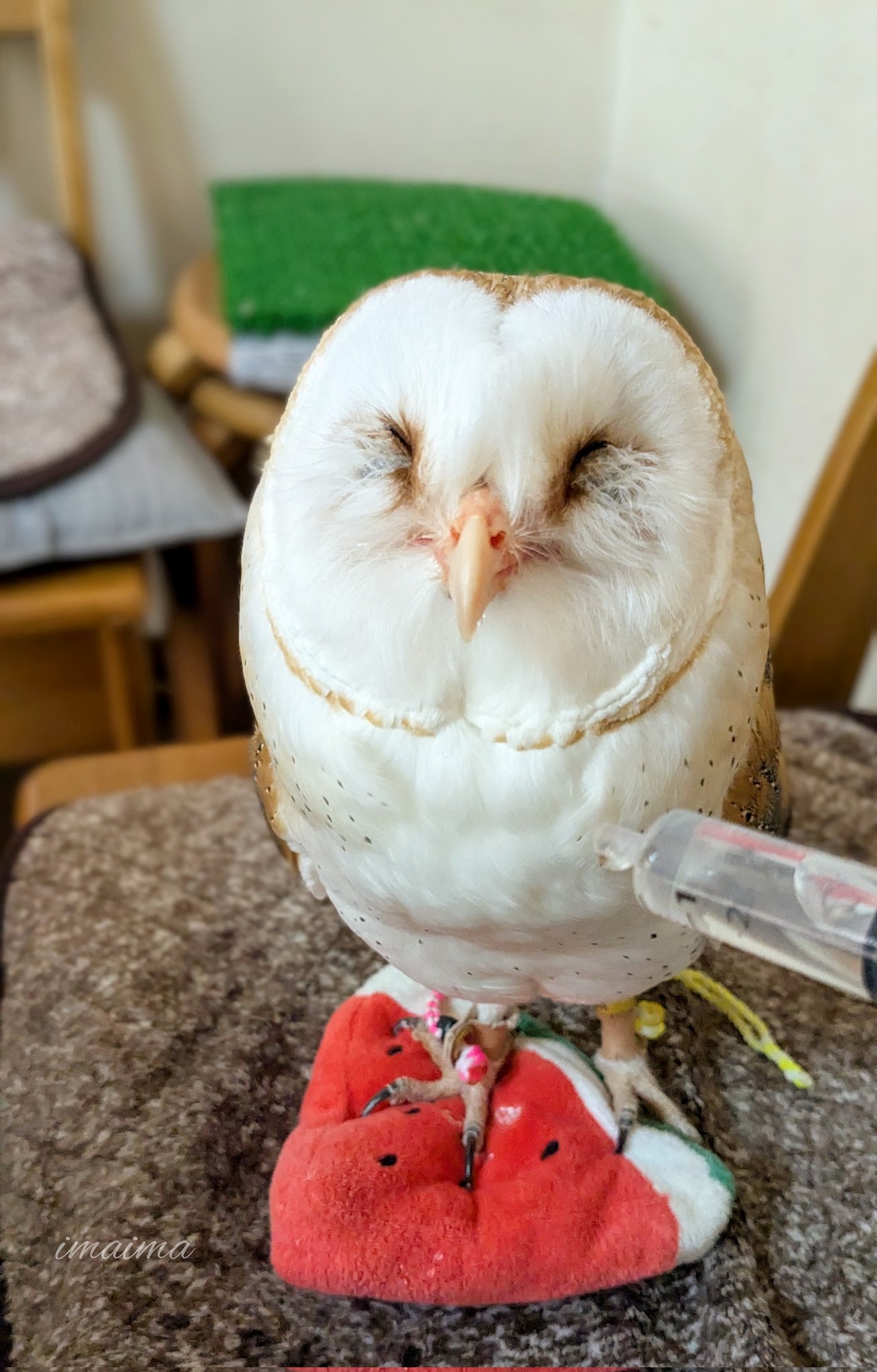 夫婦円満★家族皆の幸せ不要な人を見極めるフクロウオルゴナイト 九谷焼 夫婦 ふくろう 盛（不苦労 フクロウ）