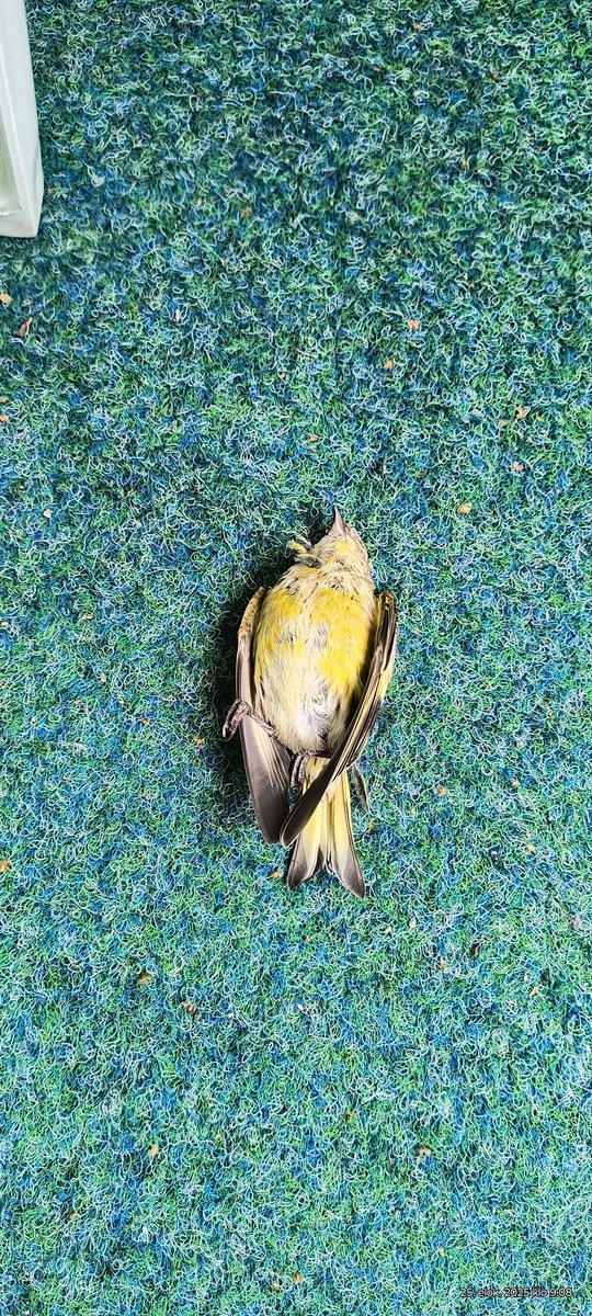 Aamun ikävä tapaus🐦🫣.