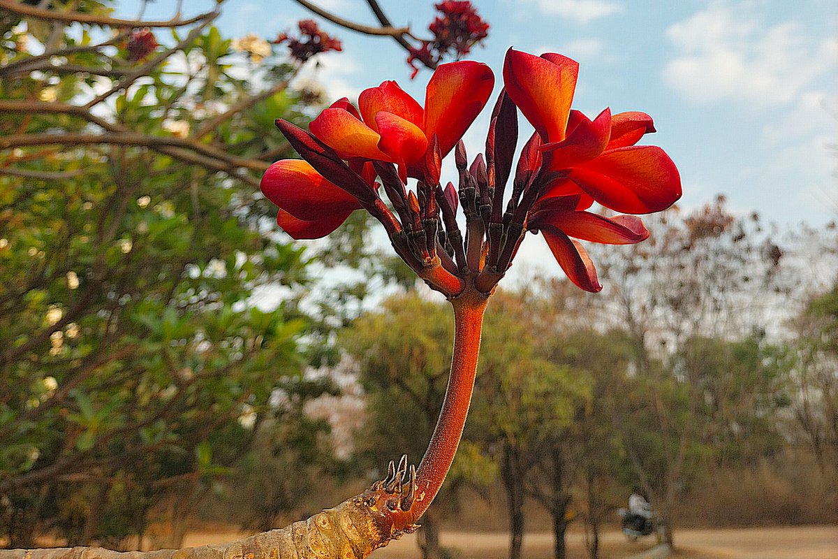 HydUniv's tweet image. The pictures contributed by Ms. Sandhya, School of Physics for the University of Hyderabad Calendar 2025.

#uohcalendar #calendar2025 #calendars #floraandfauna #pictureoftheday #uohcamp #UoHCampus #wildlifephotography #university #UOH #UniversityofHyderabad #Physics

@HydUniv