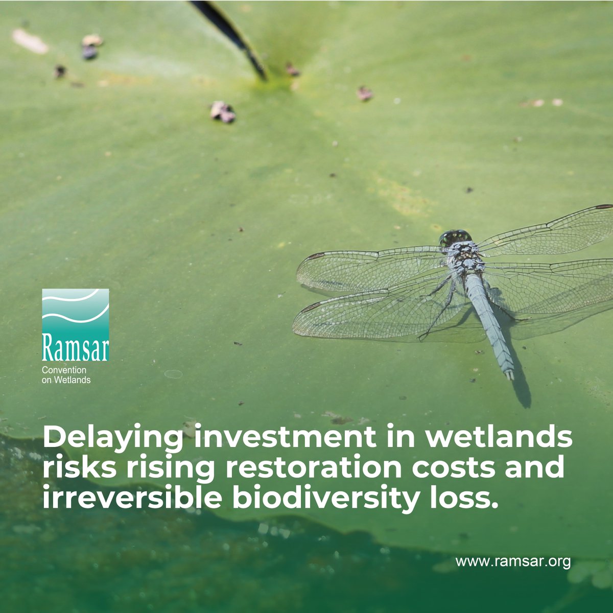 The #GlobalWetlandOutlook2025 indicates that action to conserve and restore at least 550 million hectares of wetlands is needed to meet Target 2 and Target 3 of the #KMGBF. That is, to restore at least 123 million ha of wetlands.

Learn more: global-wetland-outlook.ramsar.org
