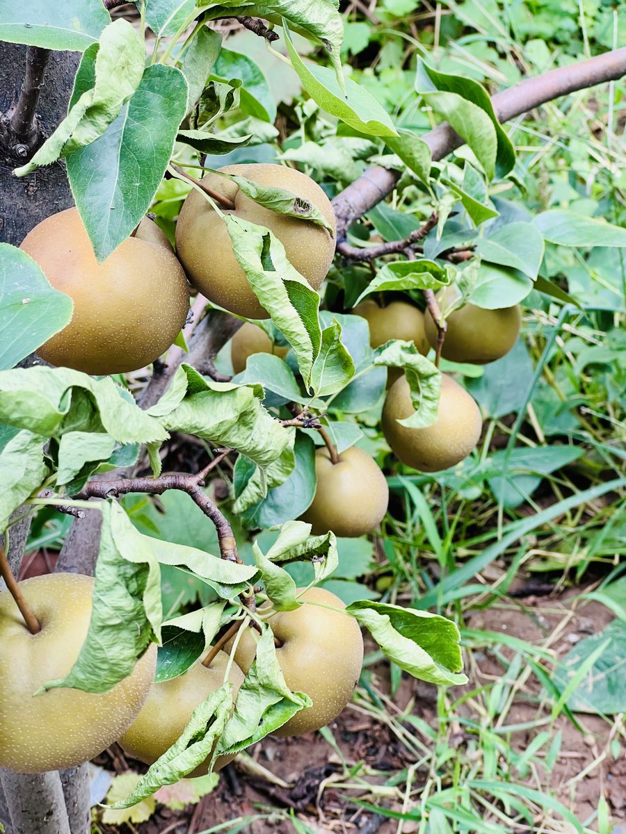 rarefiedgas's tweet image. #Pears and #pomegranates in the #courtyard. #Flowers