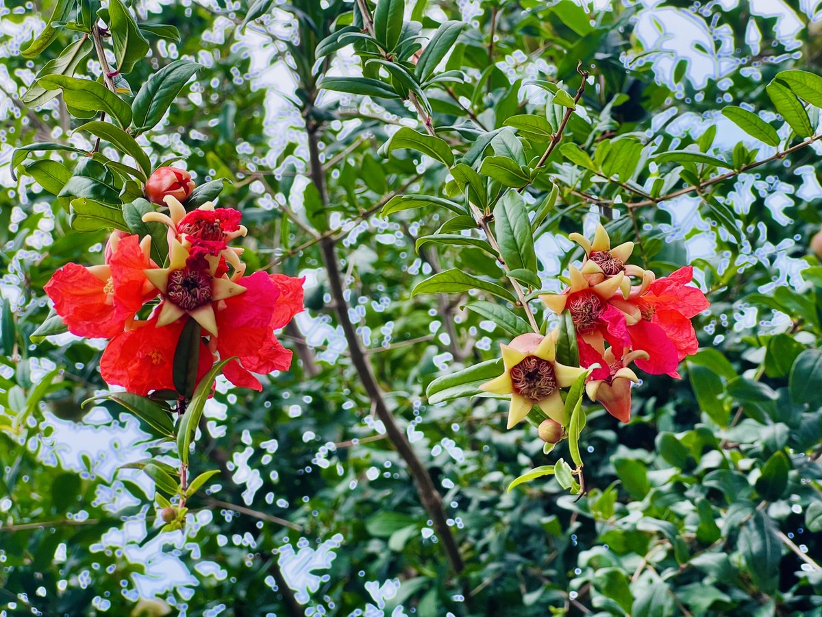 rarefiedgas's tweet image. #Pears and #pomegranates in the #courtyard. #Flowers