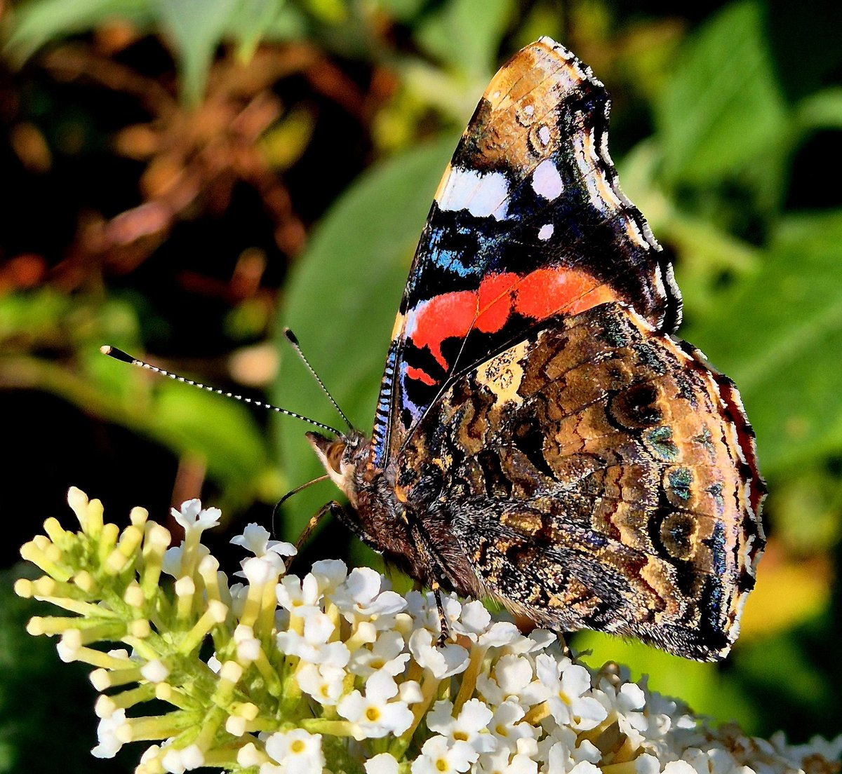 lovely_plot's tweet image. Absolutely stunning wing mosaic on this Red Admiral butterfly 🦋 😍
