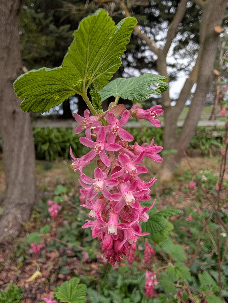 Bundogs's tweet image. Ribes sanguineum looking the goods today at work 👌 #heritagegarden #winterview #westernwalk