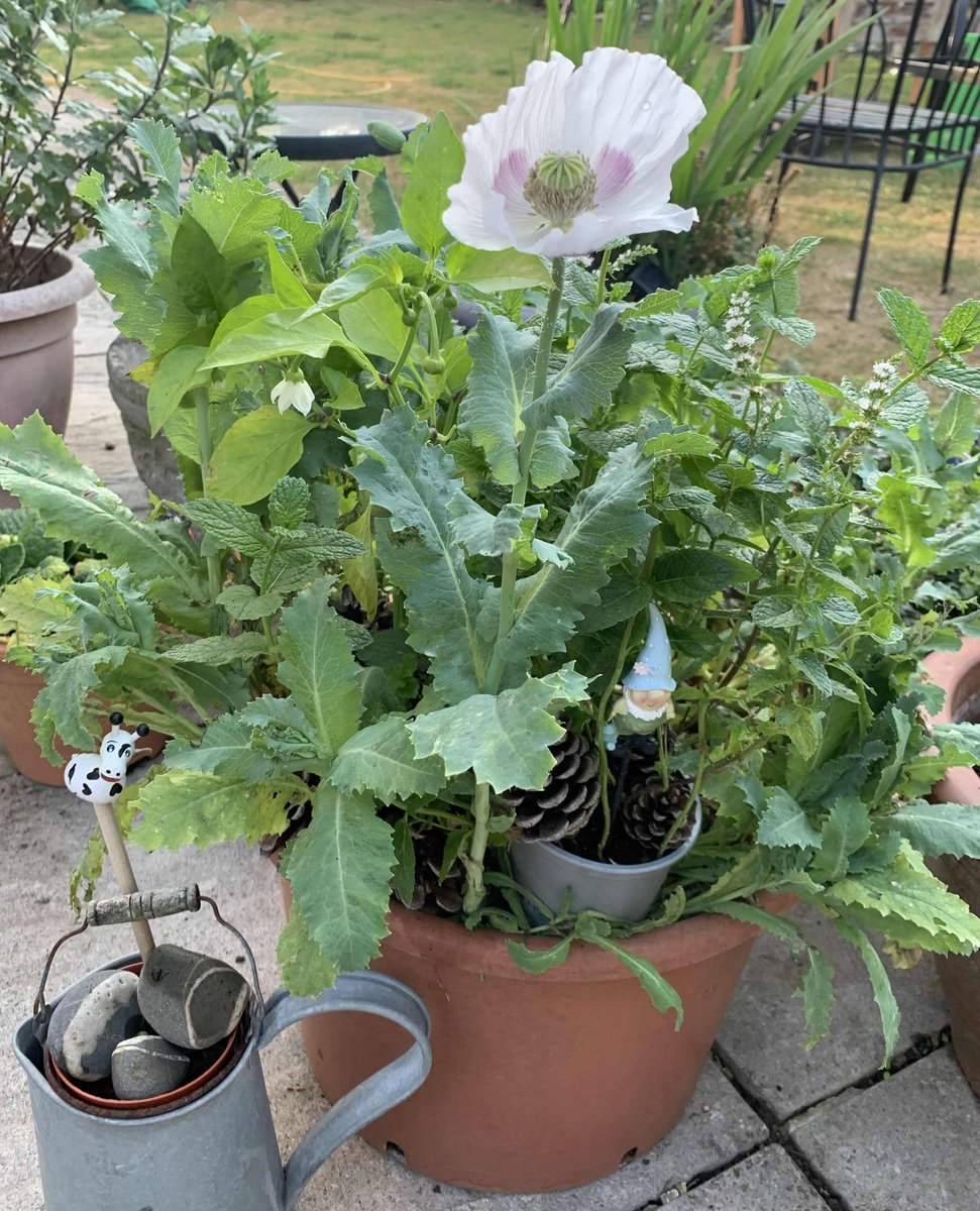 dear_sneezing's tweet image. Happy  Bank  Holiday  Monday 
#WhitePoppy #GKCC 
#IronArt 
🐻‍❄️🥛🤍🏏🐻‍❄️🥛🤍🏏🐻‍❄️🥛🤍🏏