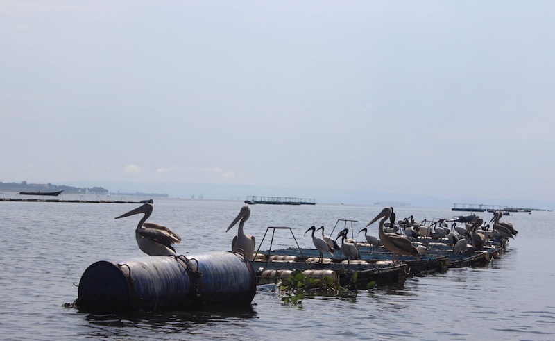 Kenyan, Ugandan experts warn; cage fish farming is a “disaster in waiting” for Lake Victoria. They cite discharge of waste from uneaten fish feed and faecal matter, disease transmission, degraded water quality, and alterations in aquatic biota  observer.ug/news/experts-w…