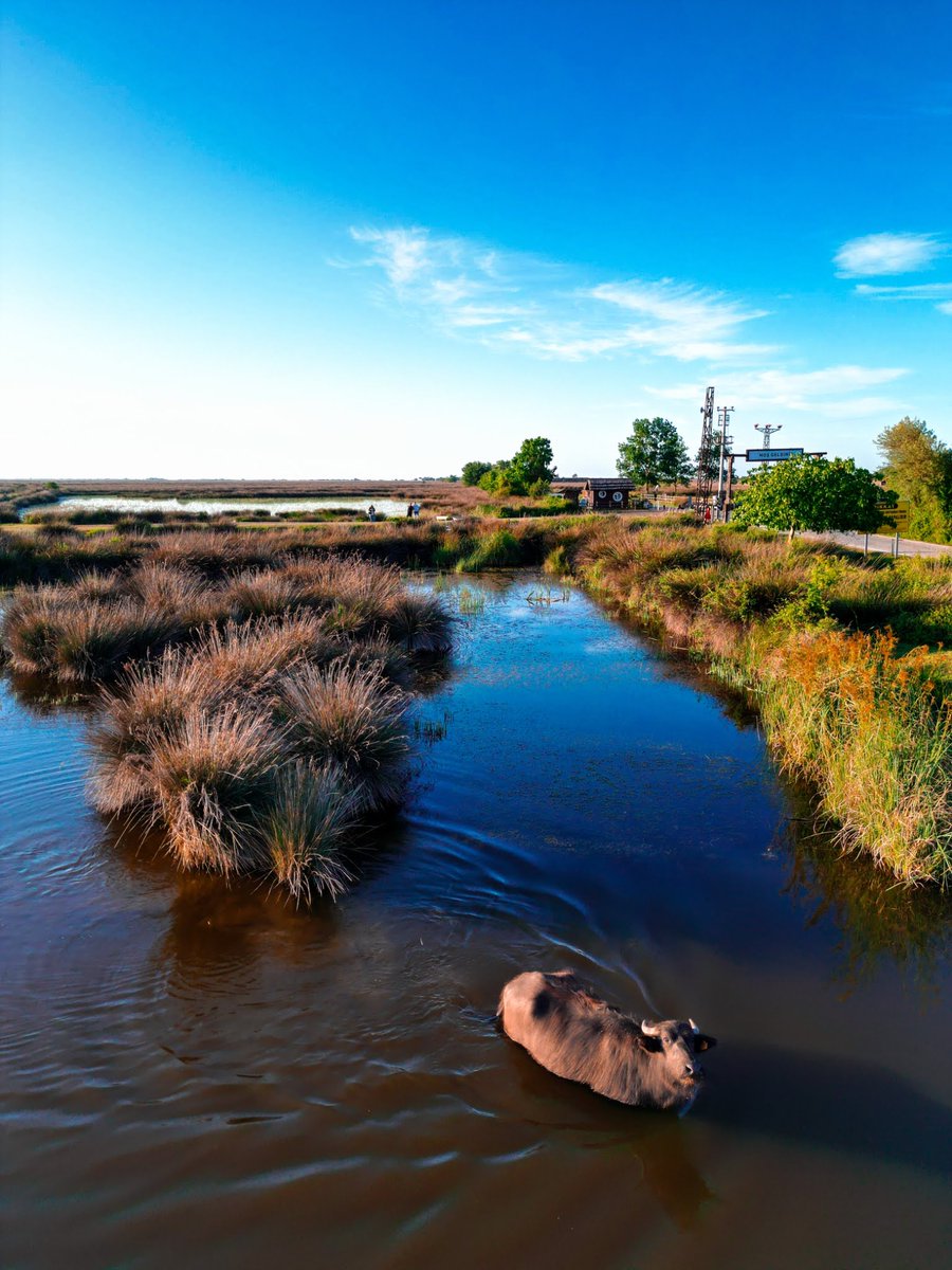 Where the sky is filled with wings and nature's music echoes across the wetlands — welcome to Kızılırmak Delta Wetland and Bird Sanctuary in #Samsun.
