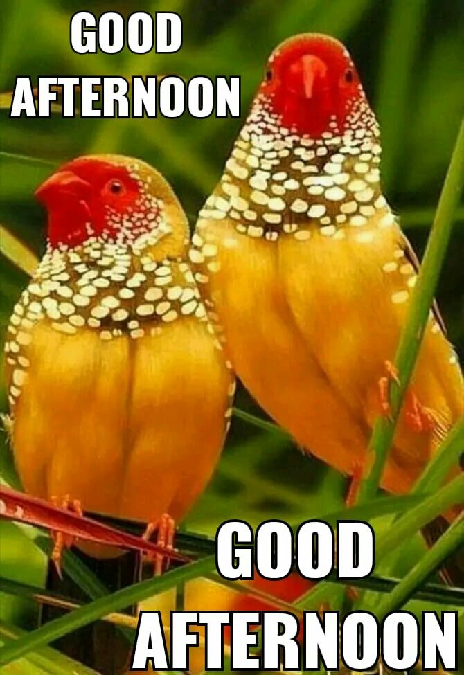 queen4rt's tweet image. GOOD AFTERNOON 🌞 
HAVE A GOOD DAY 💯💗