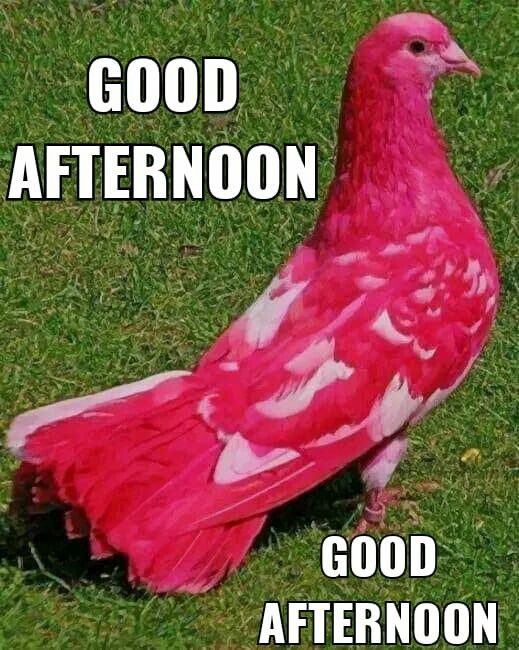 queen4rt's tweet image. GOOD AFTERNOON 💗
HAVE A GOOD DAY 💯