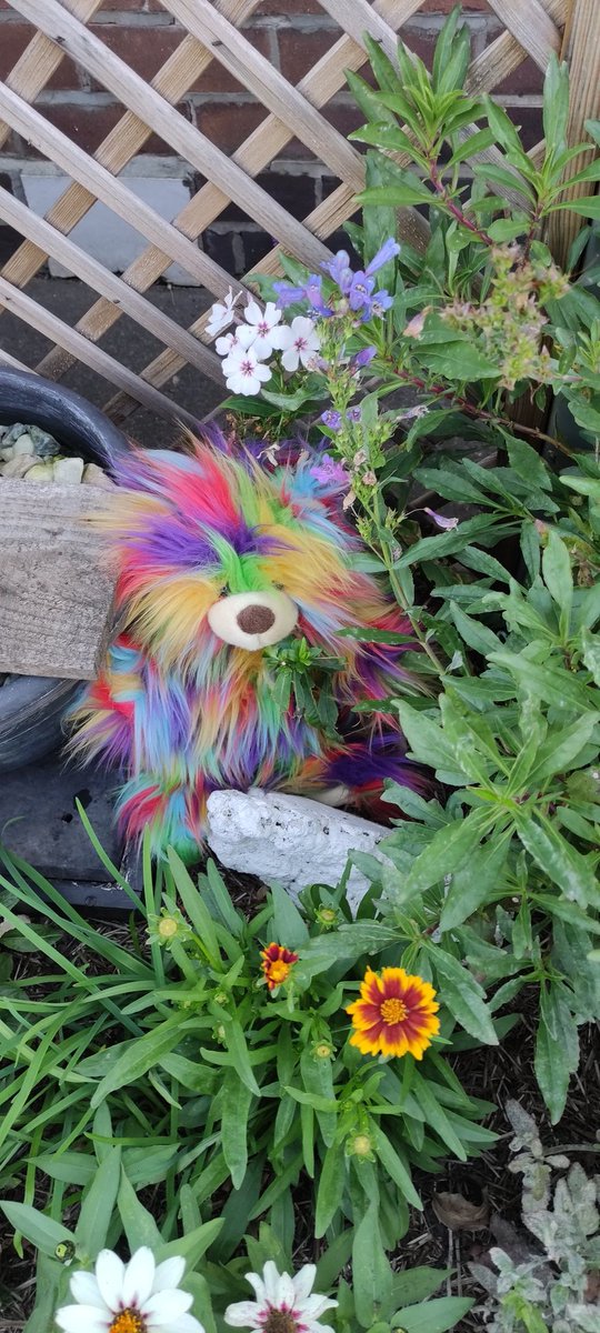 Sun's out , Bears in the garden 🏡