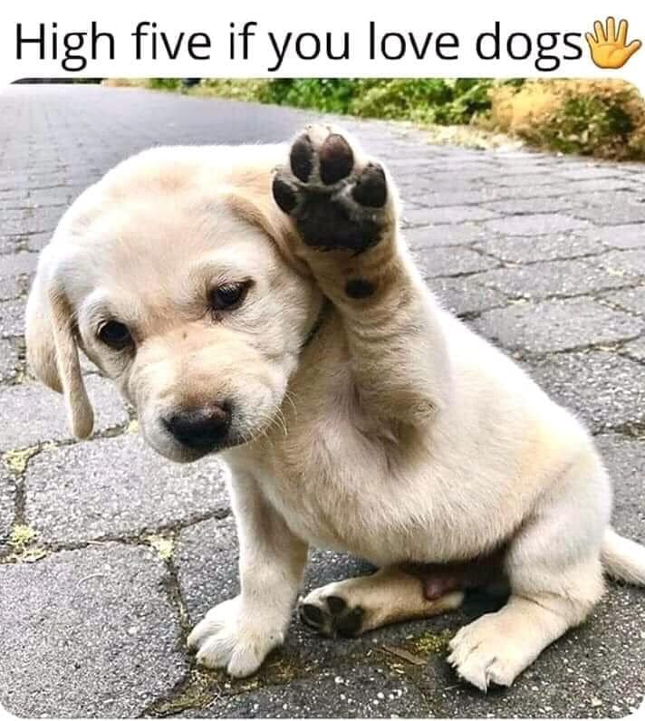 High five 🖐🏻 if you love dogs ❤