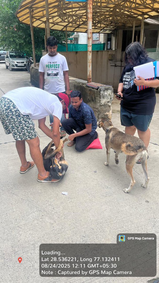 Pervaiz Alamgir Khan (@pervaiz_skittu) on Twitter photo Mission Accomplished! ✅**
30 community dogs in E1, Vasant Kunj vaccinated. 100% success. 100% resident-funded. No RWA funds. Hats off to the amazing residents who made it happen on 24th Aug! This is how community responsibility works. #Animalrights #savedelhincrdogs <a href="/MCD_Delhi/">Municipal Corporation of Delhi</a> Mission Accomplished! ✅**
30 community dogs in E1, Vasant Kunj vaccinated. 100% success. 100% resident-funded. No RWA funds. Hats off to the amazing residents who made it happen on 24th Aug! This is how community responsibility works. #Animalrights #savedelhincrdogs <a href="/MCD_Delhi/">Municipal Corporation of Delhi</a>