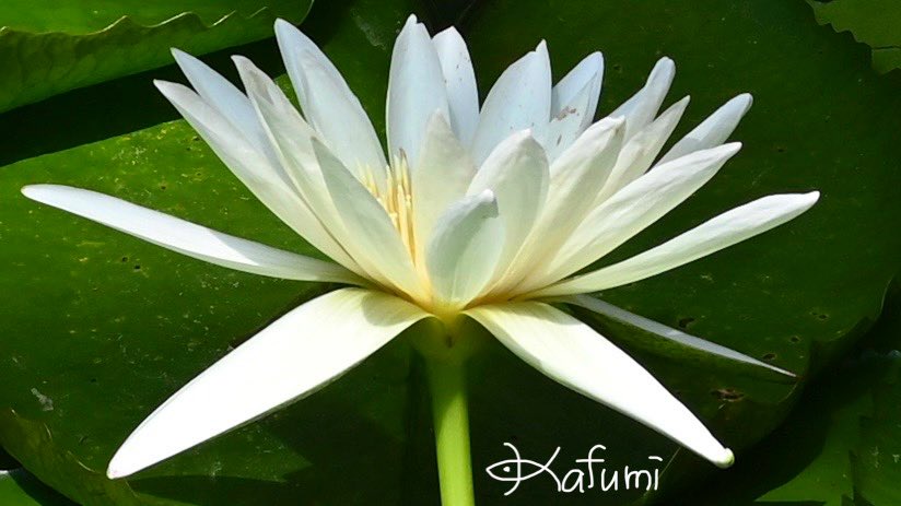 Waterlilies And Lotuses 　蓮・睡蓮　ハス　スイレン スイレン & ハス(睡蓮 & 蓮)販売サイト トップページ