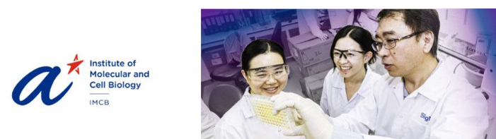 ManelEsteller's tweet photo. Looking forward to delivering this Thursday August 28th invited online lecture of the A*STAR @ASTARsg Institute of Molecular and Cell Biology #IMCB of #Singapore : Talking about #Epigenetics, from its biology to clinical applications.
https://t.co/bCTgjjnj78 https://t.co/1HBdpFxoV6