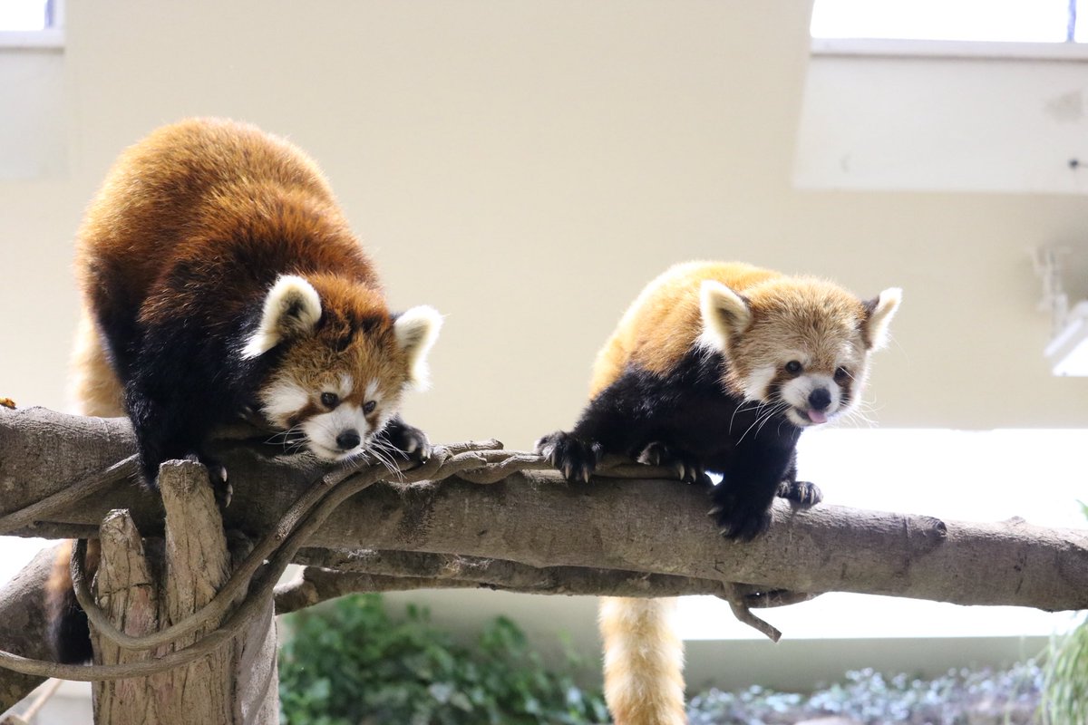 _takeman's tweet image. 推しが年々増えていく、幸せ😌
なすどのジジ・ダイズ。秋吉台の優香。羽村のソラ。シャボテン公園のコナツ。長距離は頻繁には行けないけど、いろんなコたちに会いたい💕ゆるゆるとパン活模様もこれから上げていきます。時折、他の動物も有り。Youtubeも見てね！#レッサーパンダ #パン活