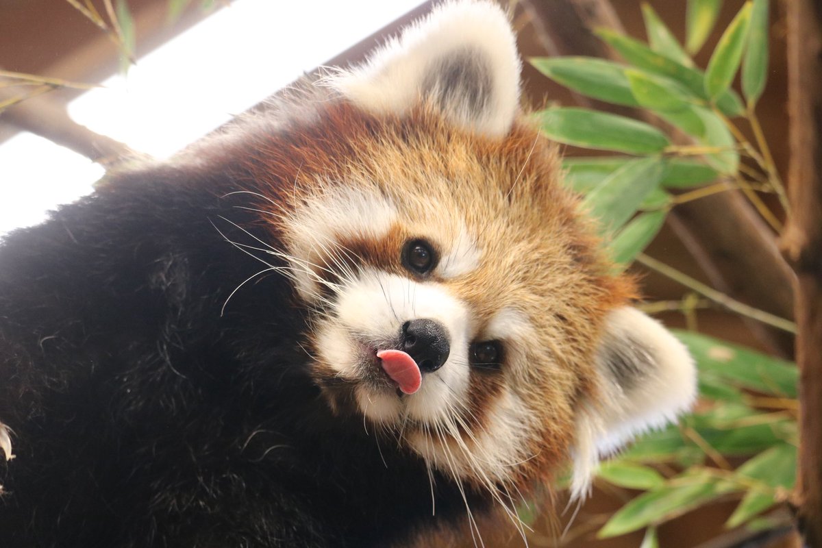 _takeman's tweet image. 推しが年々増えていく、幸せ😌
なすどのジジ・ダイズ。秋吉台の優香。羽村のソラ。シャボテン公園のコナツ。長距離は頻繁には行けないけど、いろんなコたちに会いたい💕ゆるゆるとパン活模様もこれから上げていきます。時折、他の動物も有り。Youtubeも見てね！#レッサーパンダ #パン活