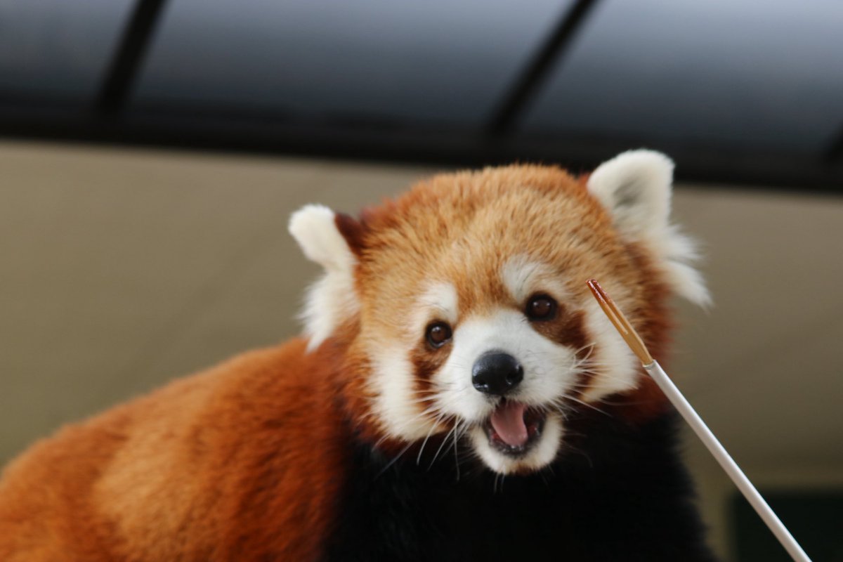 _takeman's tweet image. 推しが年々増えていく、幸せ😌
なすどのジジ・ダイズ。秋吉台の優香。羽村のソラ。シャボテン公園のコナツ。長距離は頻繁には行けないけど、いろんなコたちに会いたい💕ゆるゆるとパン活模様もこれから上げていきます。時折、他の動物も有り。Youtubeも見てね！#レッサーパンダ #パン活