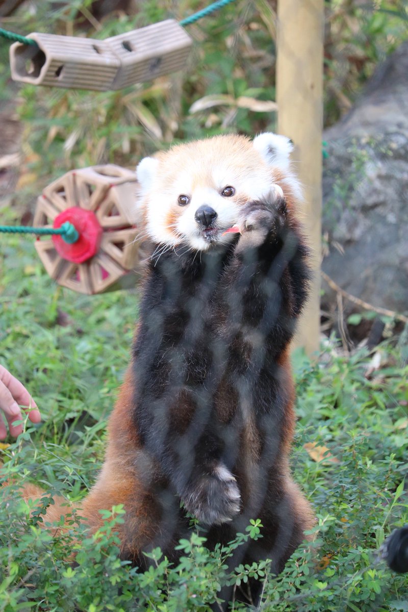 _takeman's tweet image. 推しが年々増えていく、幸せ😌
なすどのジジ・ダイズ。秋吉台の優香。羽村のソラ。シャボテン公園のコナツ。長距離は頻繁には行けないけど、いろんなコたちに会いたい💕ゆるゆるとパン活模様もこれから上げていきます。時折、他の動物も有り。Youtubeも見てね！#レッサーパンダ #パン活