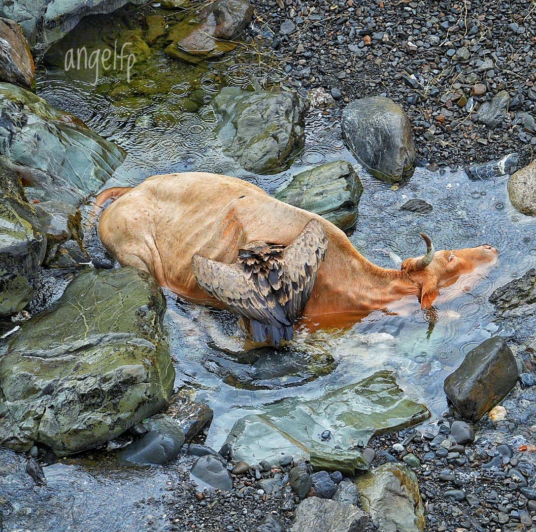 Pirineo salvaje 🦅🐂