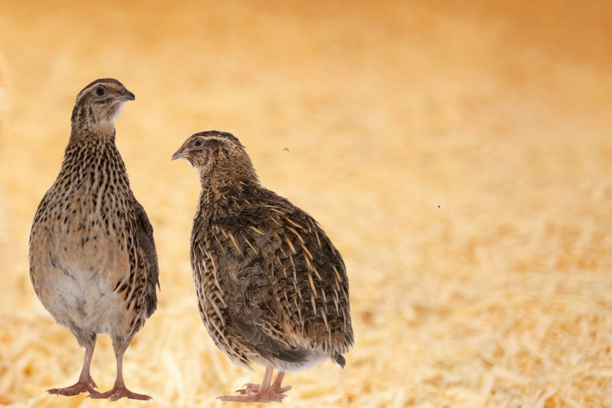 Poultry World_global tweet media