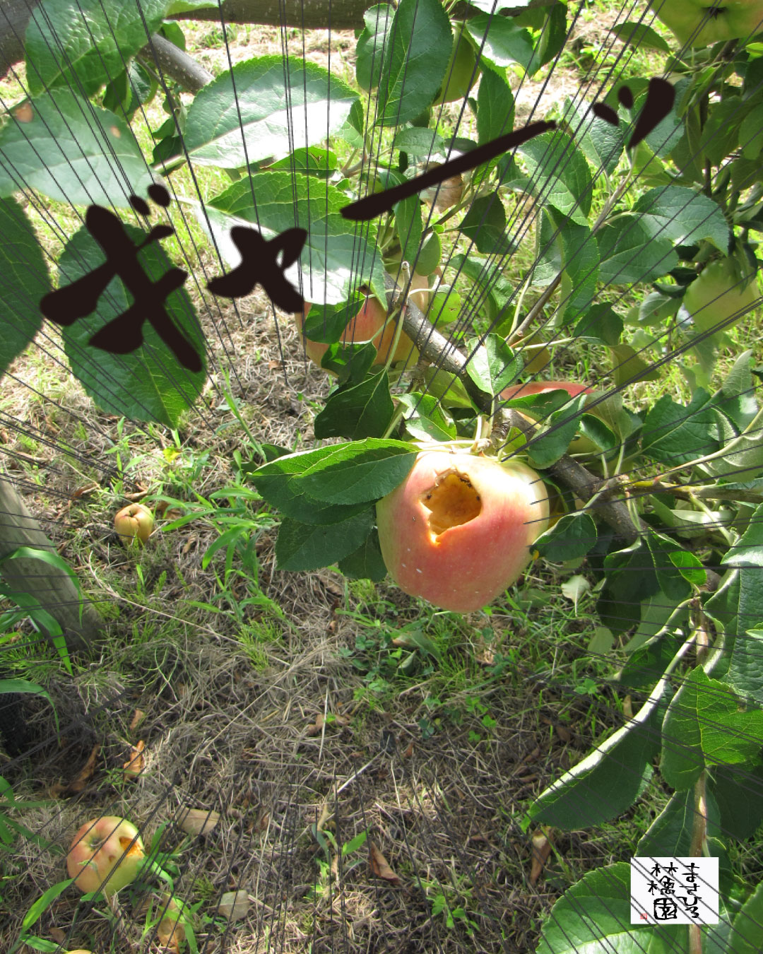 スタッフU@まさひろ林檎園🍎2025年産りんご販売中♪ on X: 