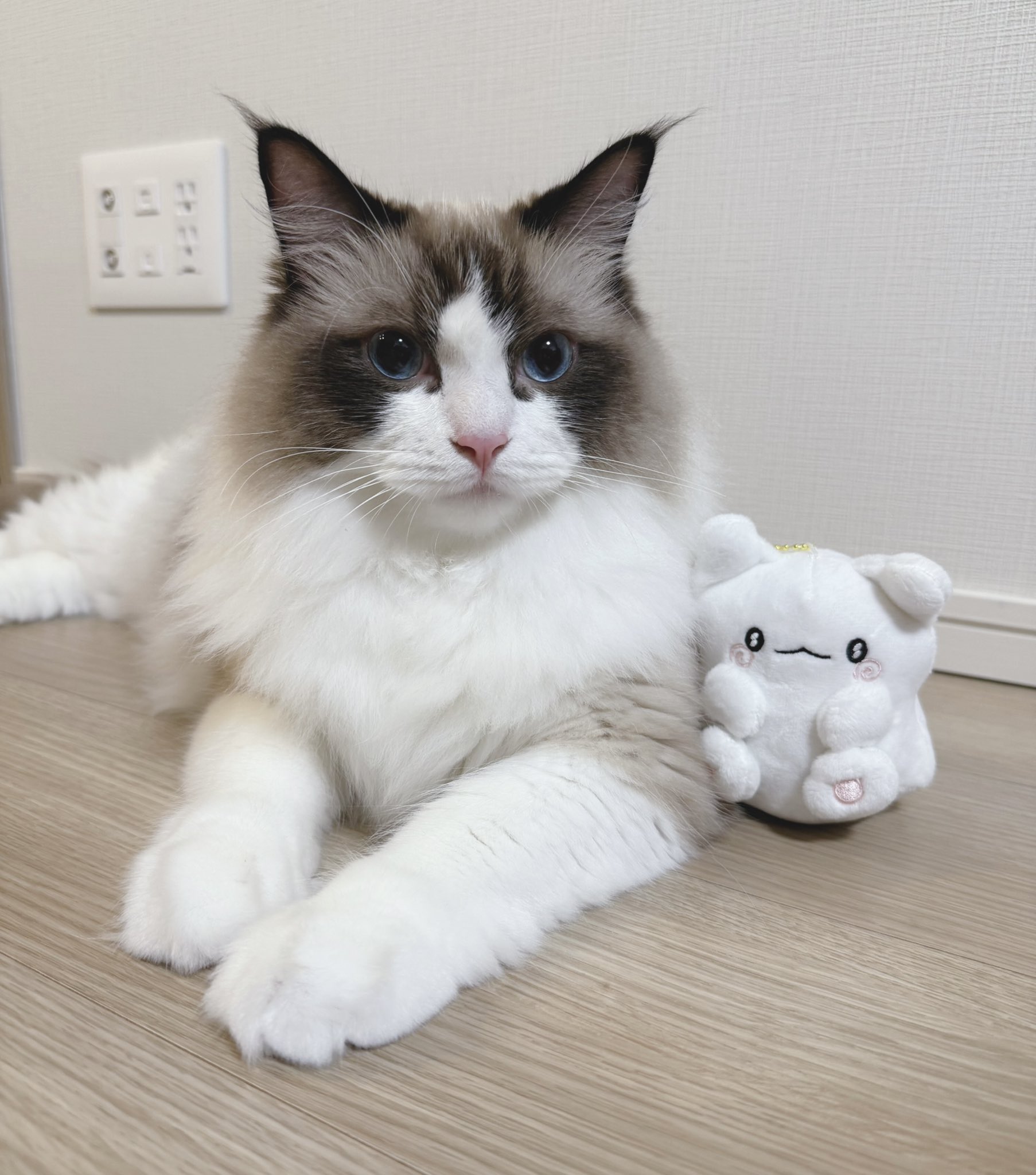 ⭐️ルー 猫ちゃんバングル⭐️ $15 each