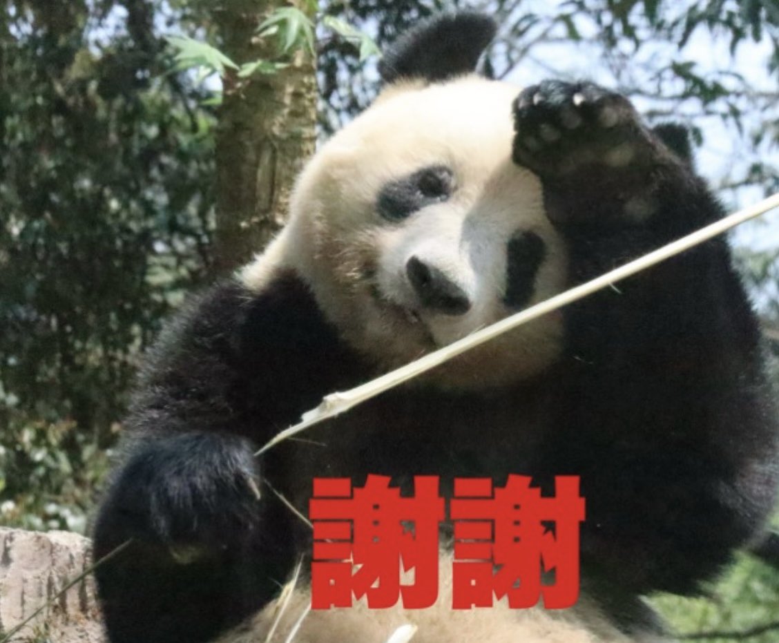 なるべく今のシャンシャンをアップしています
でも、なかなか返信が追いつかなくて
ごめんなさい💦