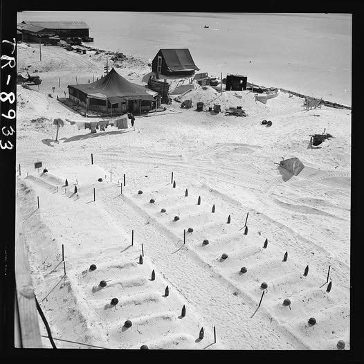 Tarawa
Nov 1943

Graves of U. S. Marines who died taking Tarawa before headstones were prepared. In the background, are the first tents put up after occupation of that bloody Island.