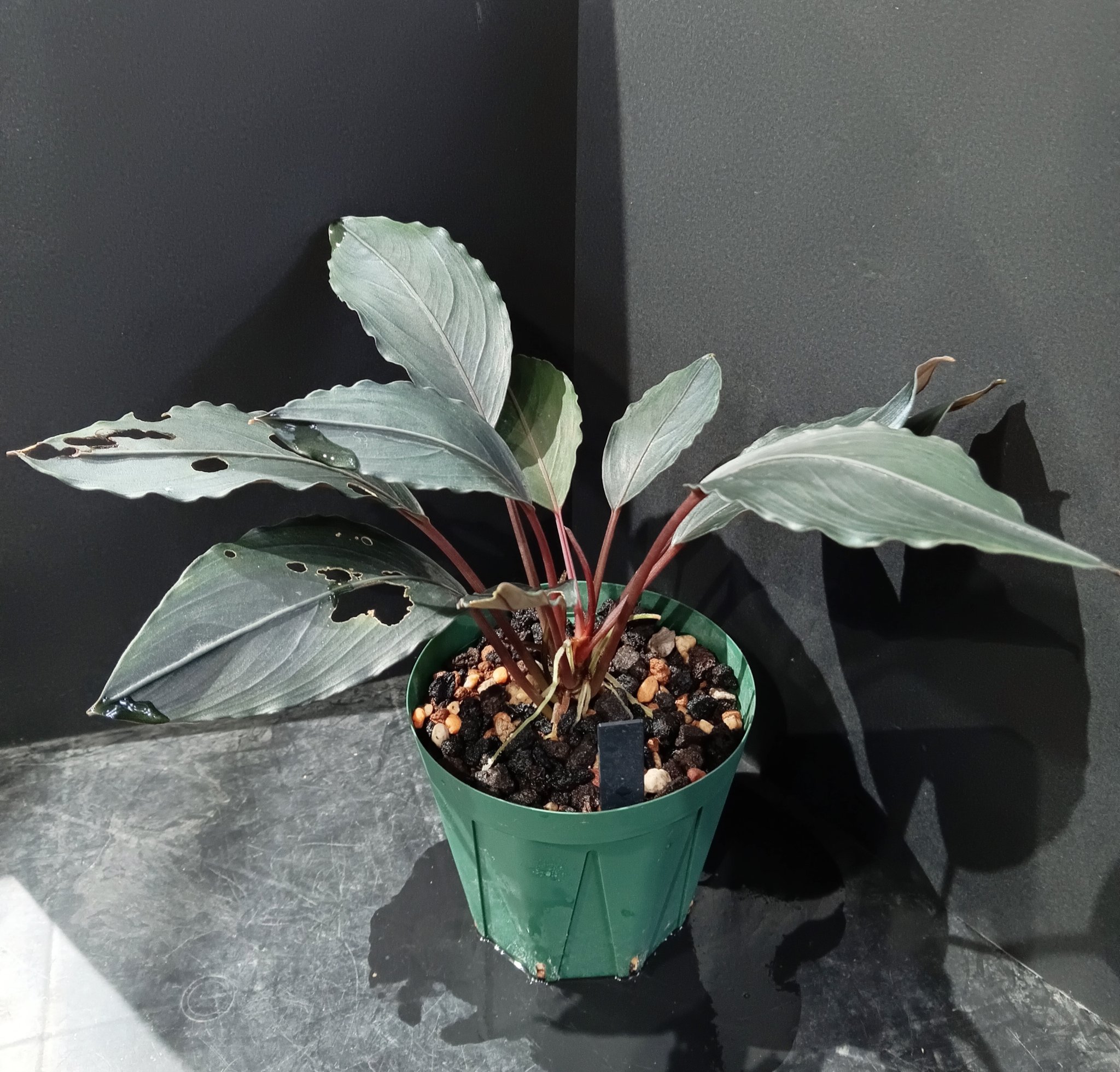 カミハタ便　Bucephalandra sp Bucephalandra sp.2020 purple[カミハタ]