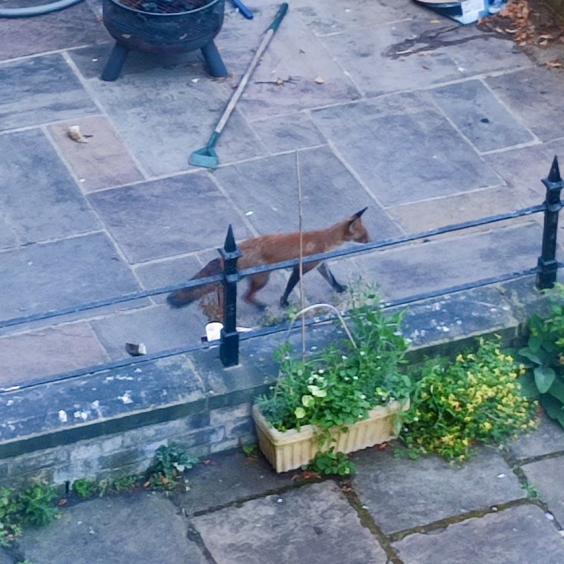 We had a little fox!