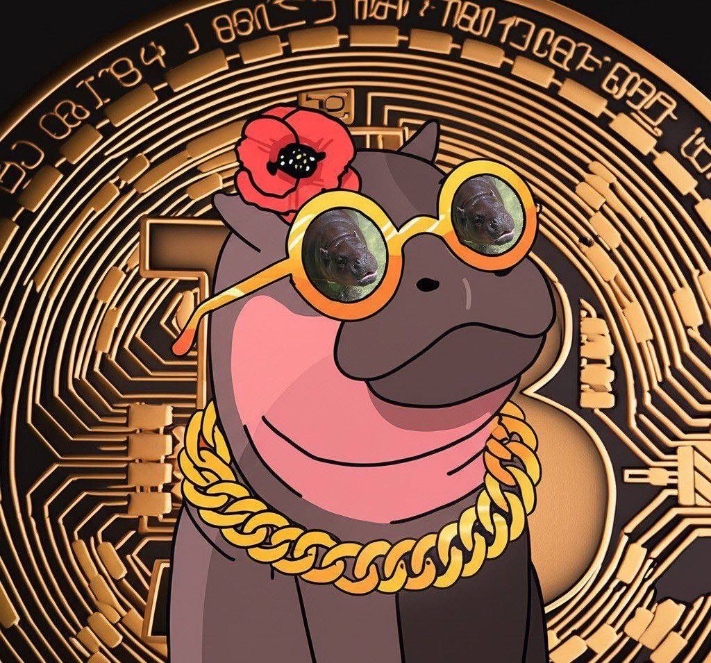 Aandrea_moore's tweet image. gmgm … best time to ape more $POPPY
CA: GD1AR5uHytu7nHJ9zWYEEHytmLe7MaD8wg6Tzesdpump
@poppythepygmy