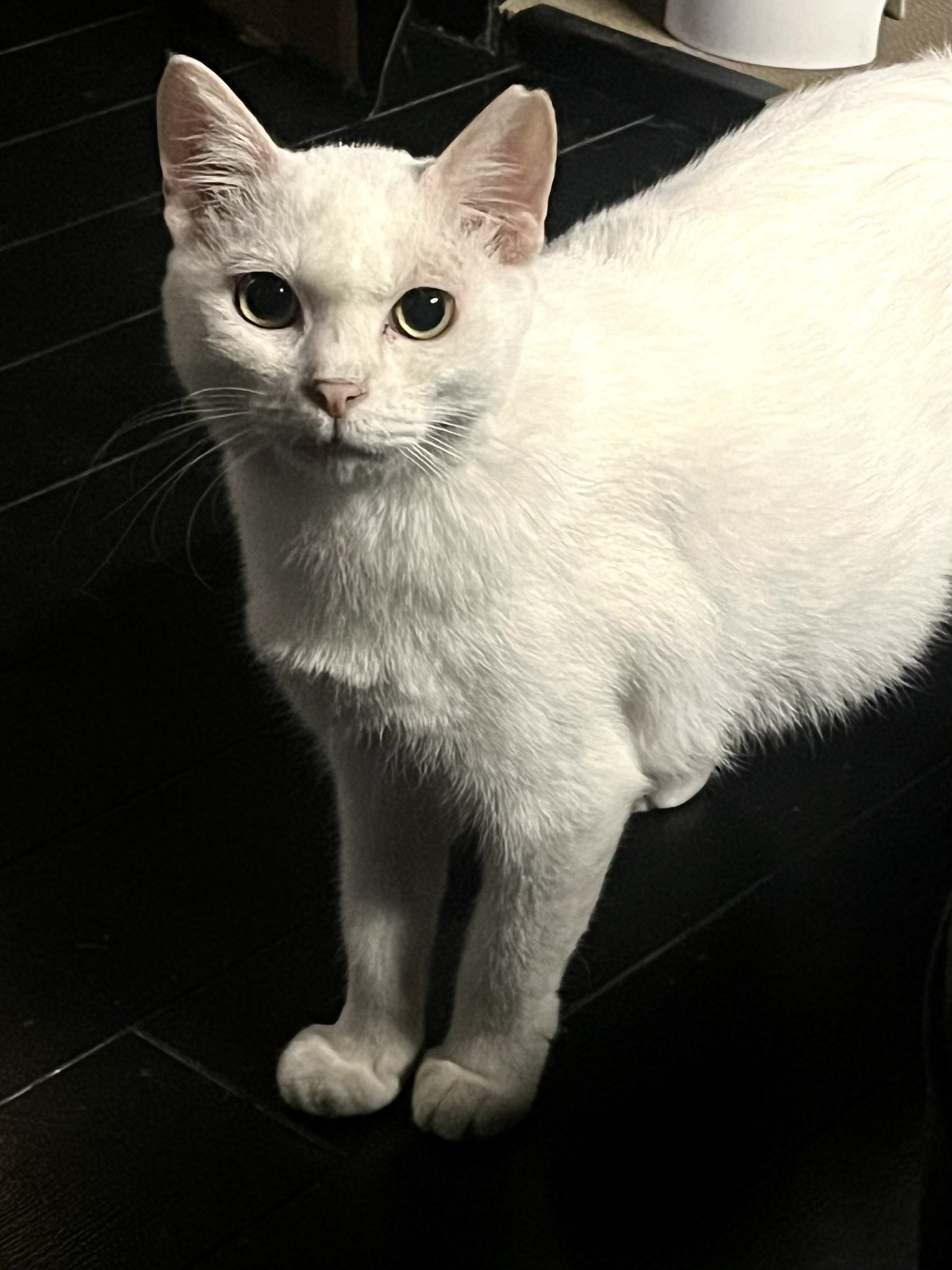 作家さんが手掛けた美しいお色でどの角度からも可愛い過ぎる眠り猫の