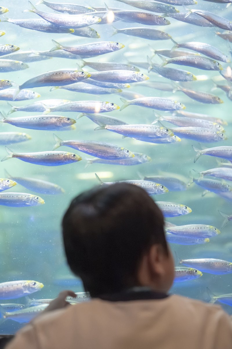 こどもが見る水族館がきっと一番綺麗なんだろう

#写真好きな人と繫がりたい 
#写真撮ってる人と繫がりたい 
#私とニコンで見た世界 
#ファインダー越しの世界 
#キリトリセカイ
#Nikonzf