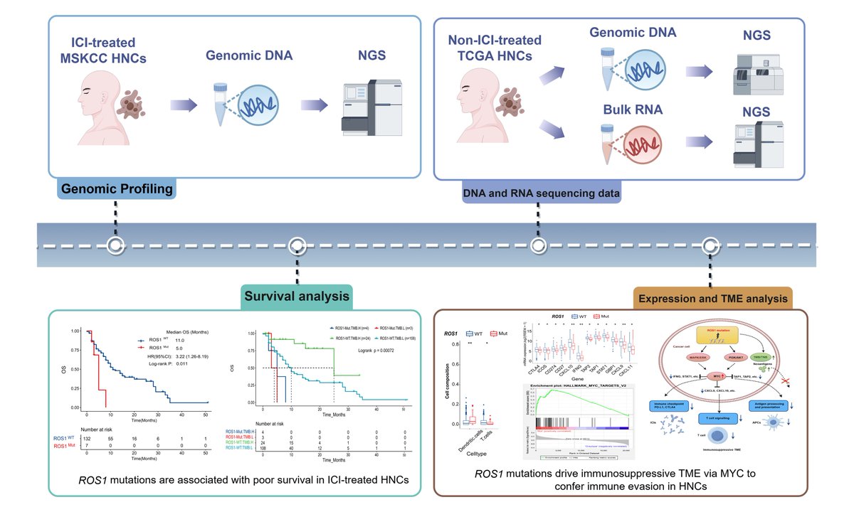 cdrjournal's tweet image. ⁉️How do #ROS1 mutations shape the #immune landscape and drive #resistance to #immunotherapy in #HeadAndNeckCancer?

👉Discover this impactful research published in #Cancer #DrugResistance

Read and download for free: f.oaes.cc/xmlpdf/publish…