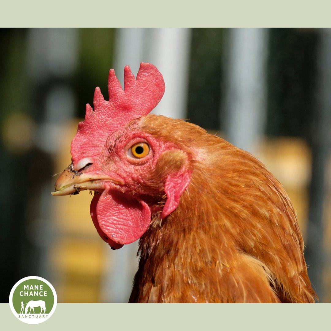 We adore our chickens at Mane Chance, but now we are in awe of their incredible vision! Did you know they have an extra cone in their eyes so they see ultraviolet light?! So the world is more vibrant to chickens, even feathers &amp; eggs can glow with patterns human eyes cannot see!