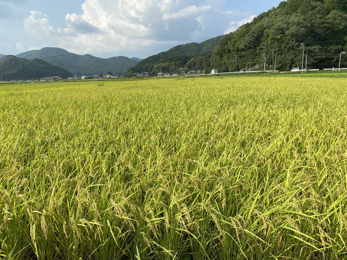 coco_sasayama's tweet image. 穂が垂れて黄色く色づき始めました。
あとは台風が来ないことを願うのみ！

新米収穫まであと2週間！

#米作り　#deps米