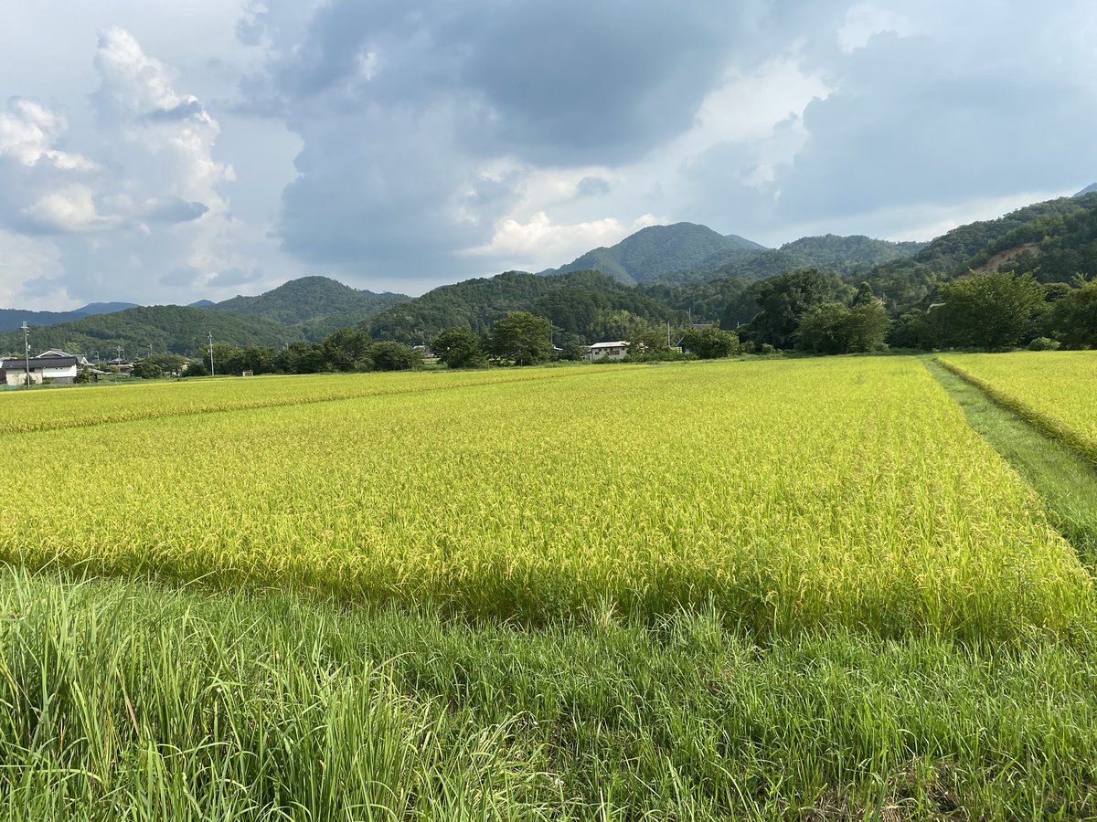 coco_sasayama's tweet image. 穂が垂れて黄色く色づき始めました。
あとは台風が来ないことを願うのみ！

新米収穫まであと2週間！

#米作り　#deps米