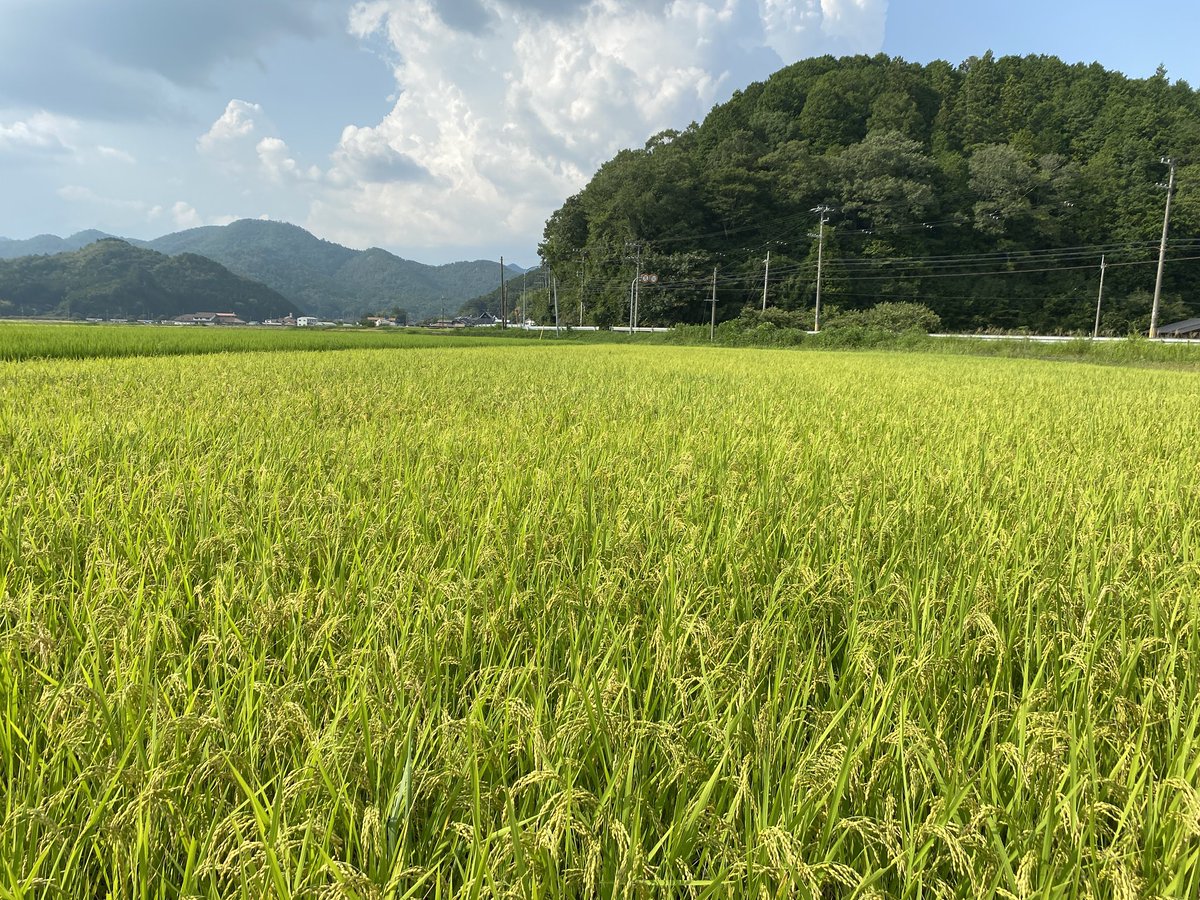 coco_sasayama's tweet image. 穂が垂れて黄色く色づき始めました。
あとは台風が来ないことを願うのみ！

新米収穫まであと2週間！

#米作り　#deps米