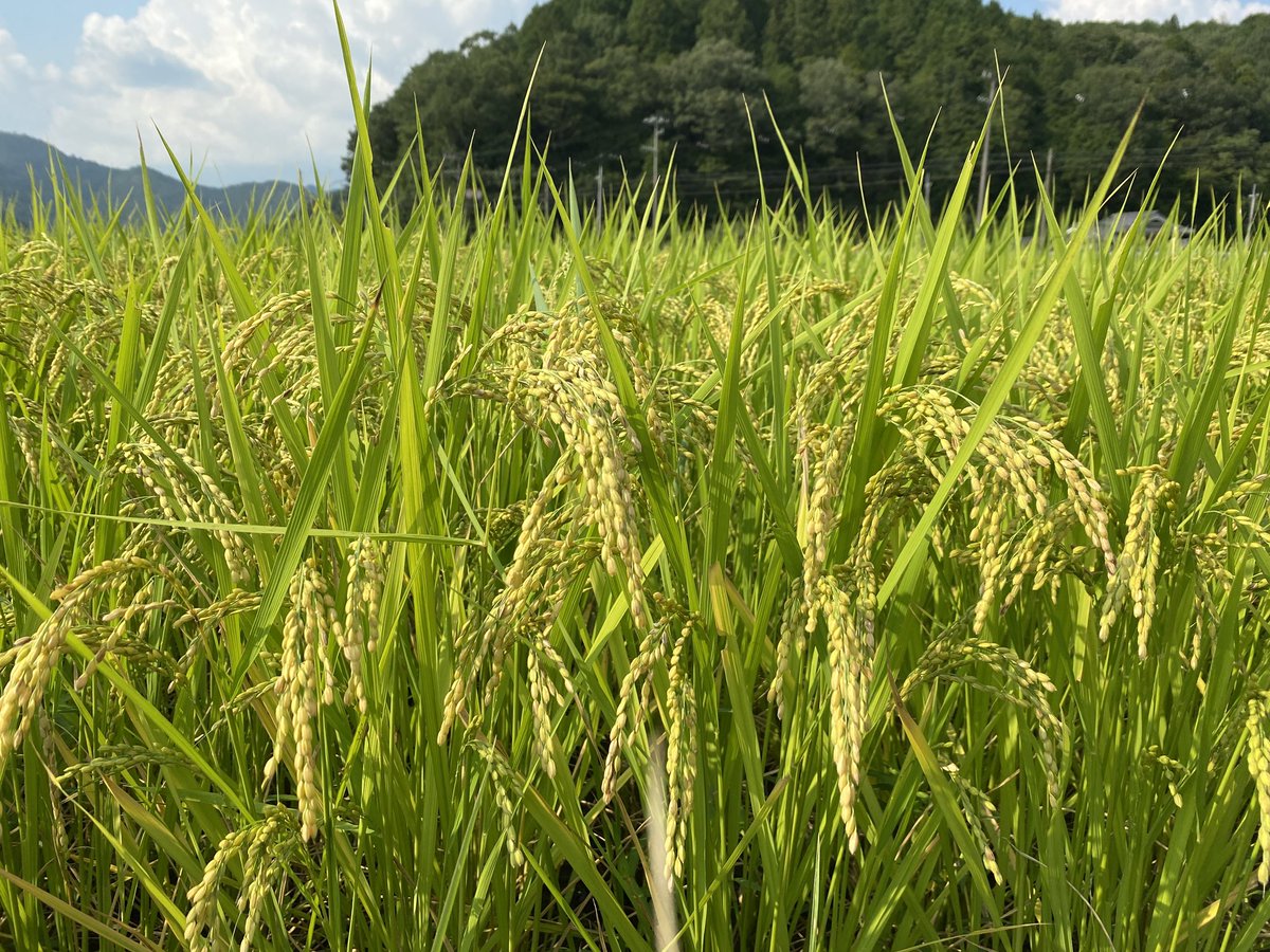 coco_sasayama's tweet image. 穂が垂れて黄色く色づき始めました。
あとは台風が来ないことを願うのみ！

新米収穫まであと2週間！

#米作り　#deps米