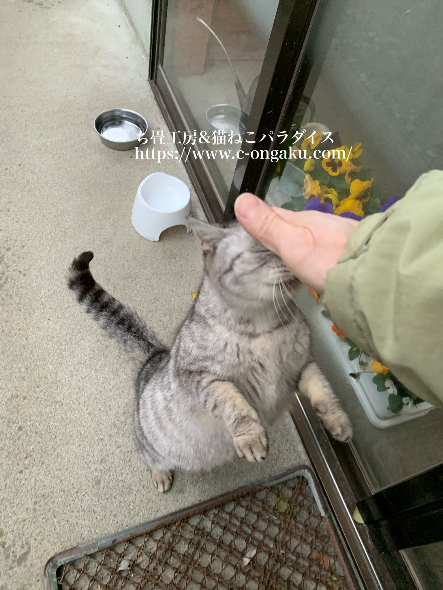 猫Hoshitam☆SS 様 ai 🐈🐾MJM'sほのぼの癒し団🐈🐾 on X: 